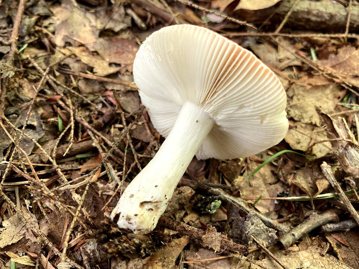 Russula fucosa image