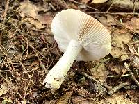 Russula fucosa image