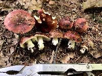 Russula vinacea image