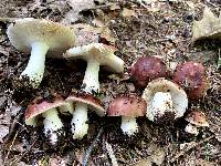 Russula vinacea image