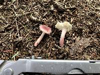 Russula subtilis image