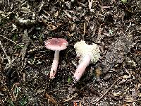 Russula subtilis image