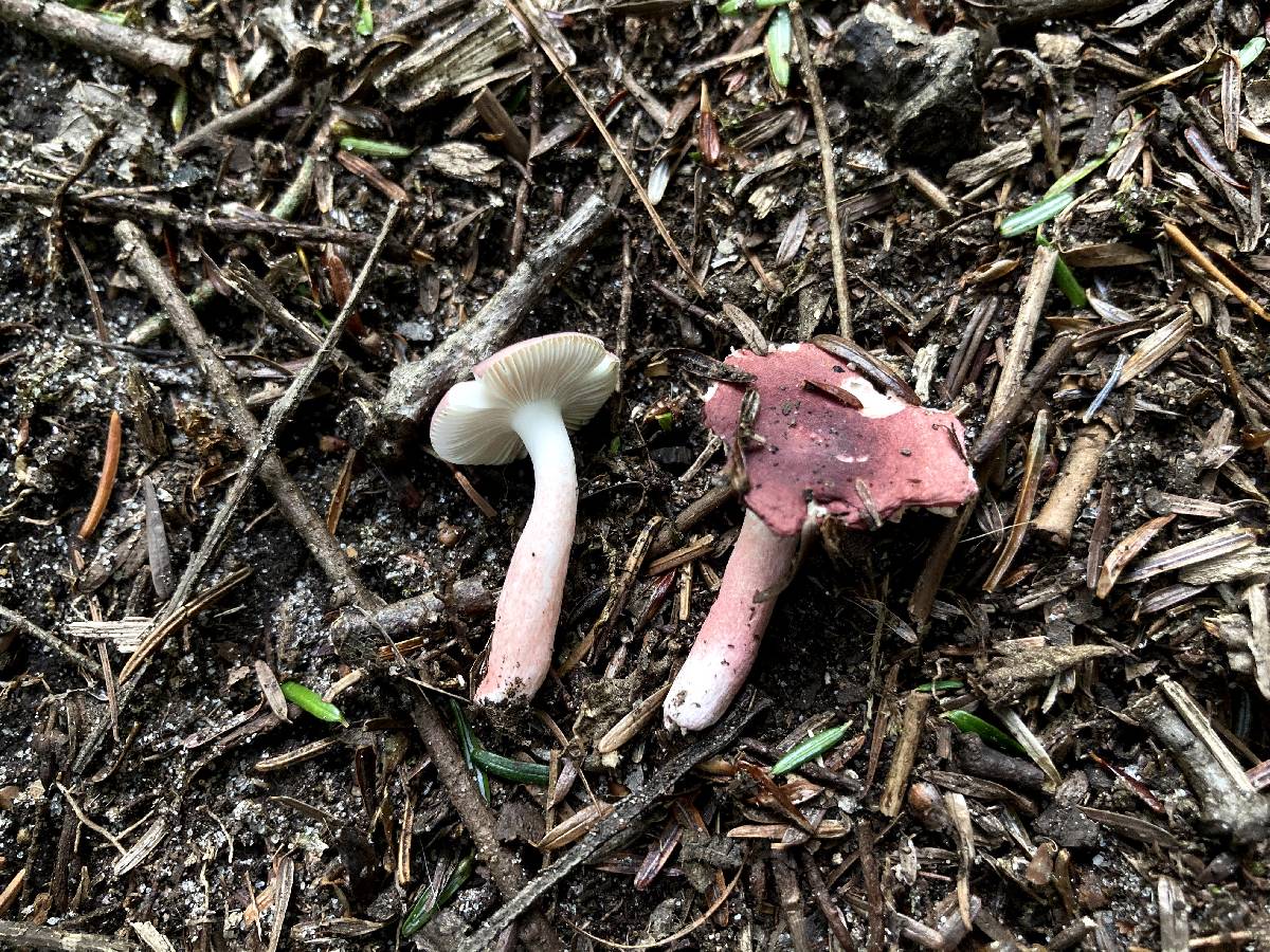 Russula subtilis image