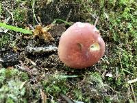 Russula pulchra image