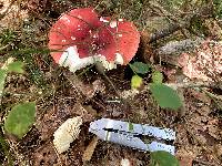 Russula pulchra image