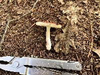 Russula rubellipes image