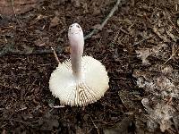 Russula rubellipes image