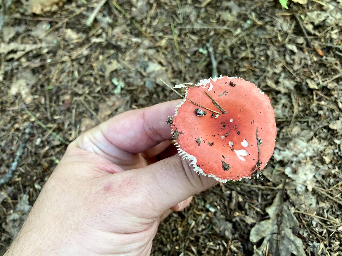 Russula rubellipes image