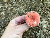 Russula rubellipes image