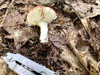 Russula rubellipes image