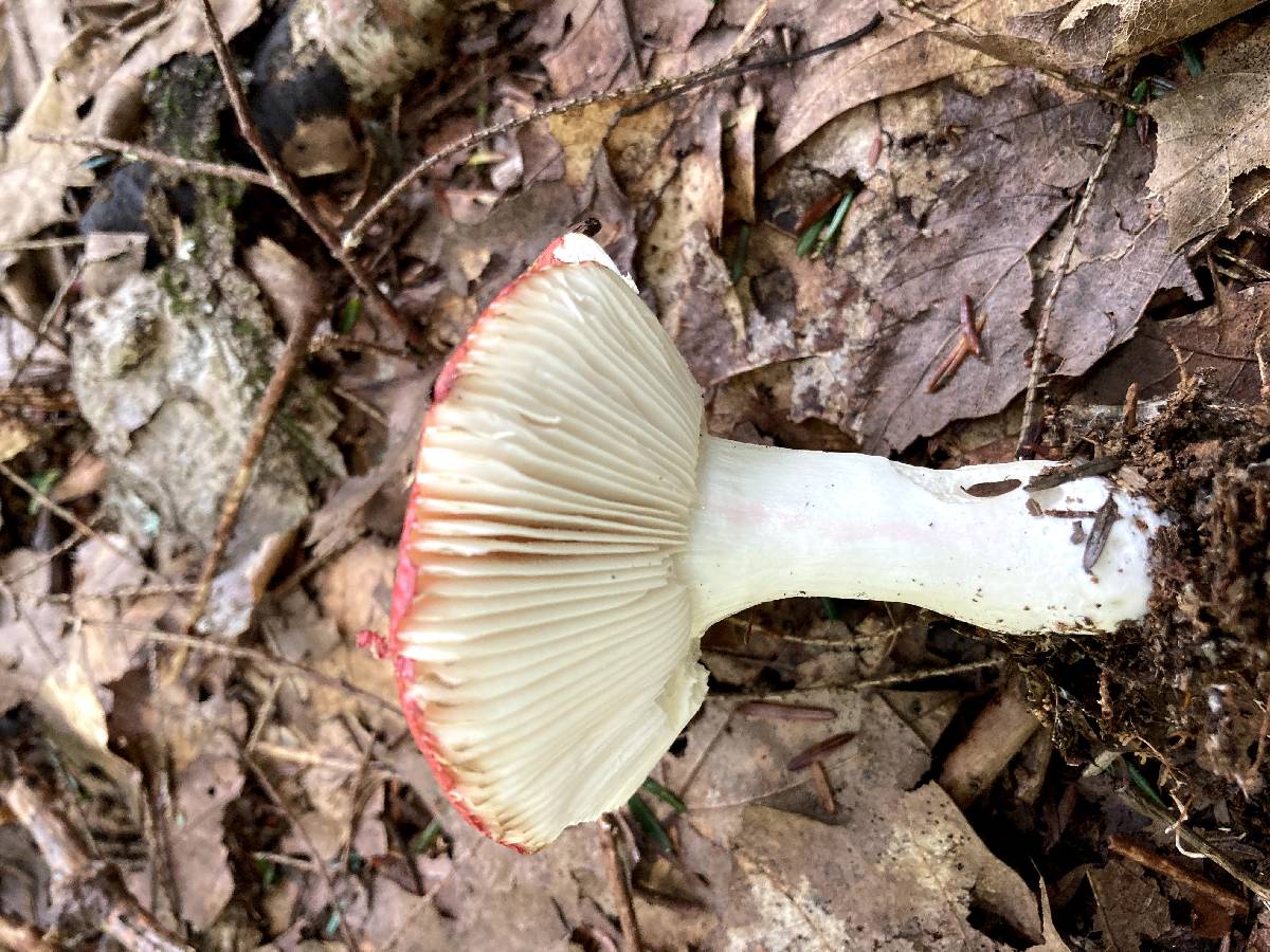 Russula rubellipes image