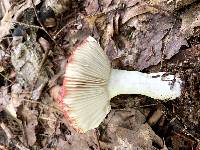 Russula rubellipes image