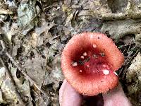 Russula rubellipes image