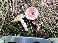 Russula uncialis image