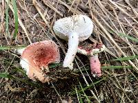 Russula uncialis image