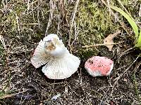 Russula uncialis image