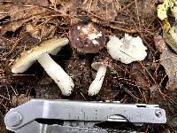 Russula sericeonitens image