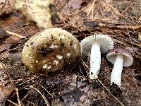 Russula sericeonitens image