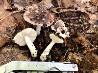 Russula sericeonitens image