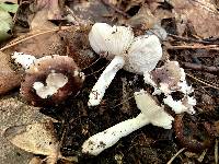 Russula sericeonitens image