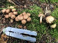 Armillaria gallica image