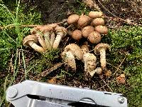 Armillaria gallica image