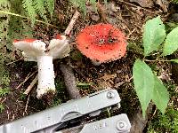 Russula montana image