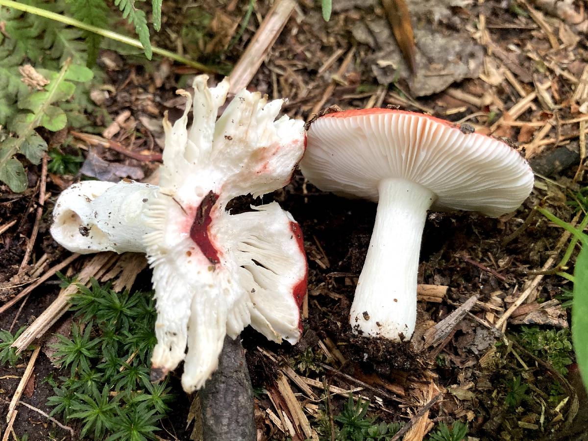 Russula montana image