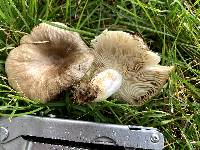 Russula pectinatoides image