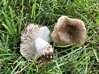 Russula pectinatoides image