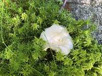 Russula albidula image