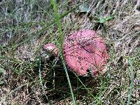 Russula vinosa image