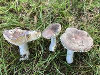 Russula lilacea image