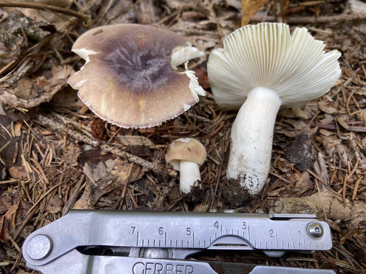 Russula ornaticeps image