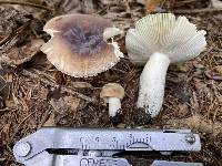 Russula ornaticeps image