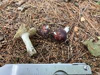 Russula sericeonitens image