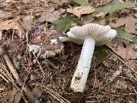 Russula sericeonitens image