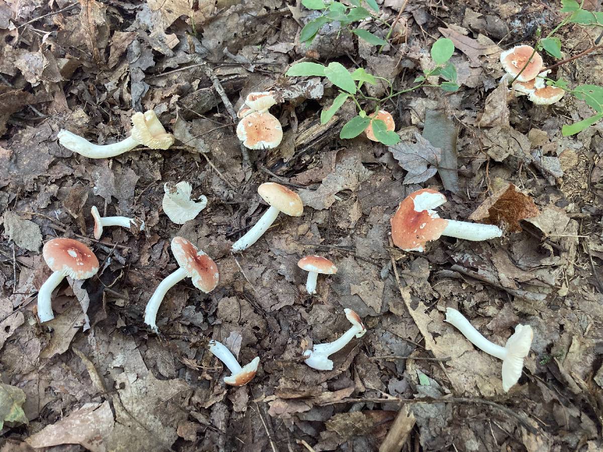 Russula pelargonia image