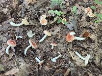 Russula pelargonia image