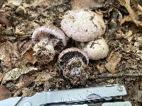 Cortinarius bolaris image