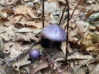 Cortinarius iodes image