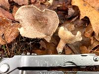 Lactarius glyciosmus image