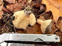 Lactarius glyciosmus image