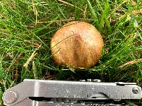 Suillus luteus image