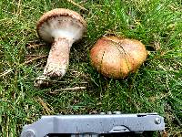 Suillus luteus image