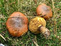 Suillus luteus image