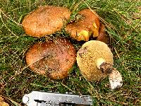 Suillus luteus image