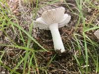 Russula sericeonitens image