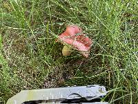 Russula uncialis image