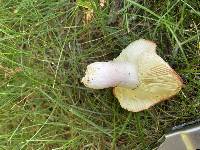 Russula uncialis image